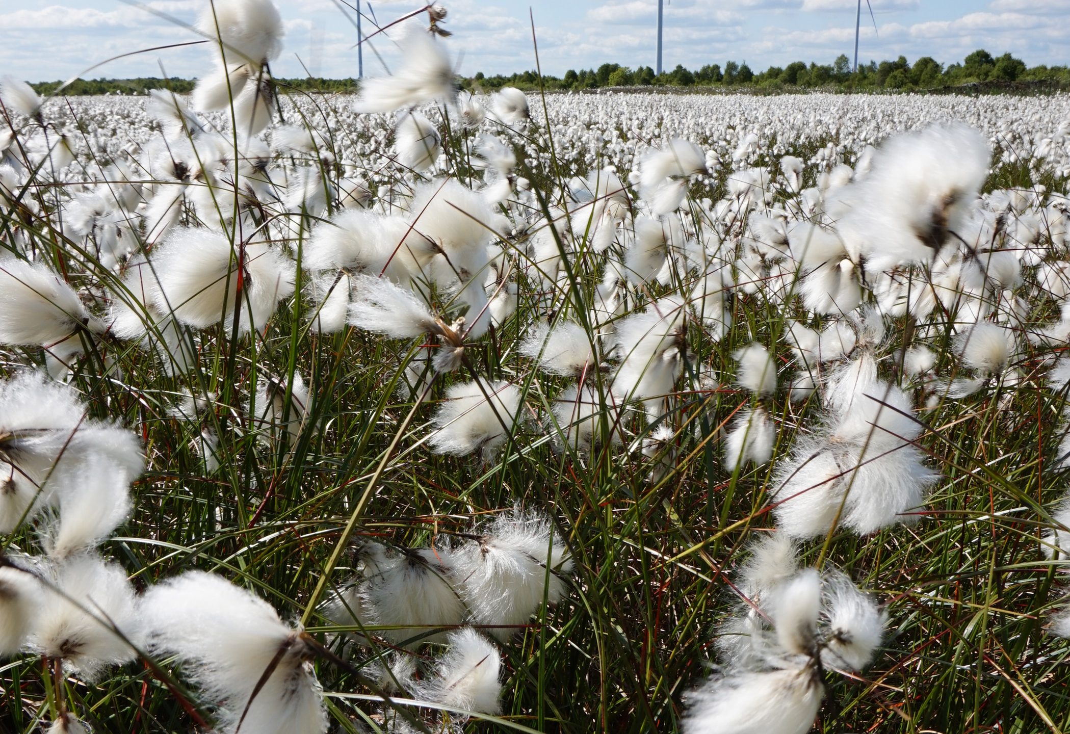 cotton grass