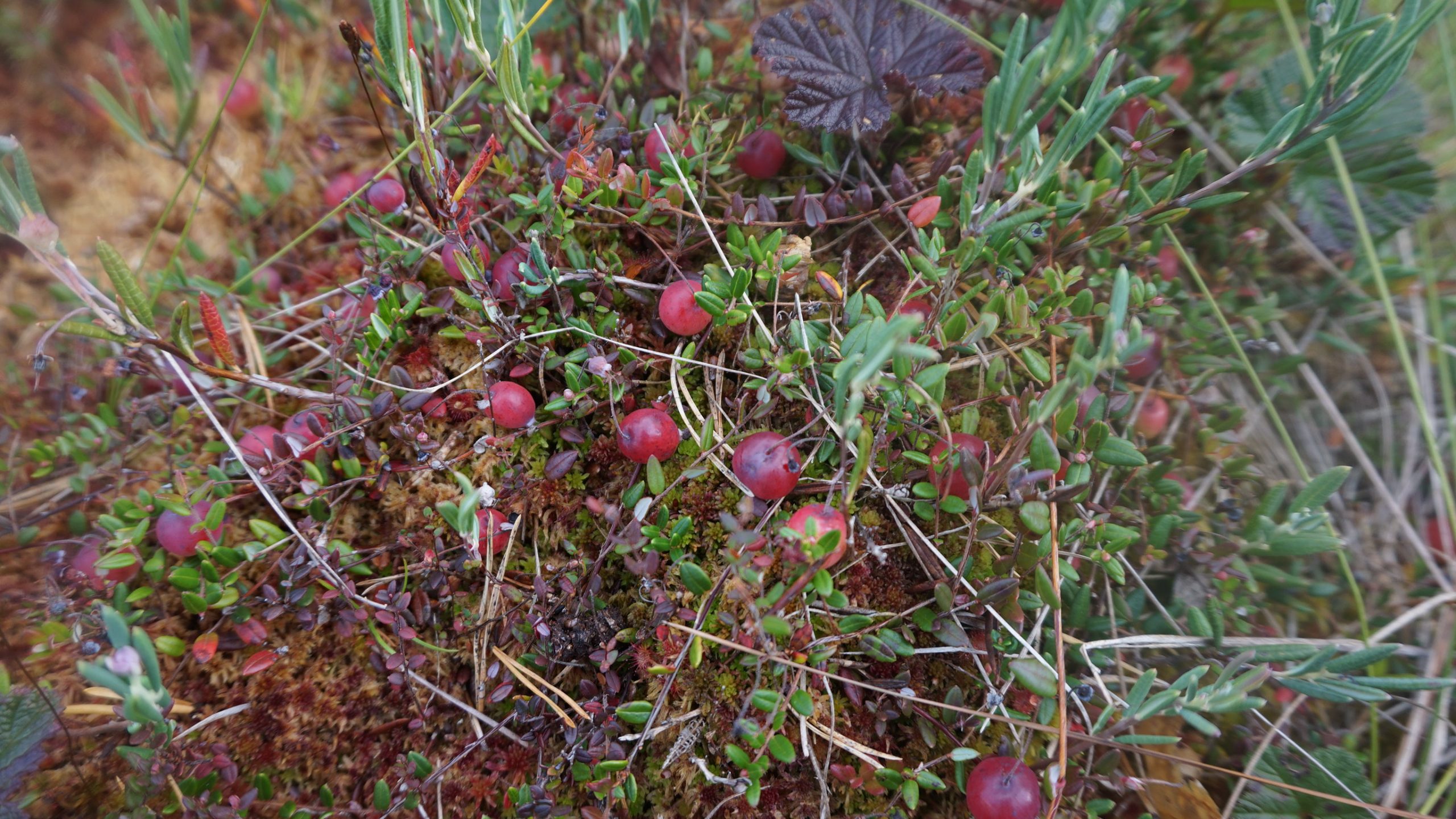 berries karpalo peatland
