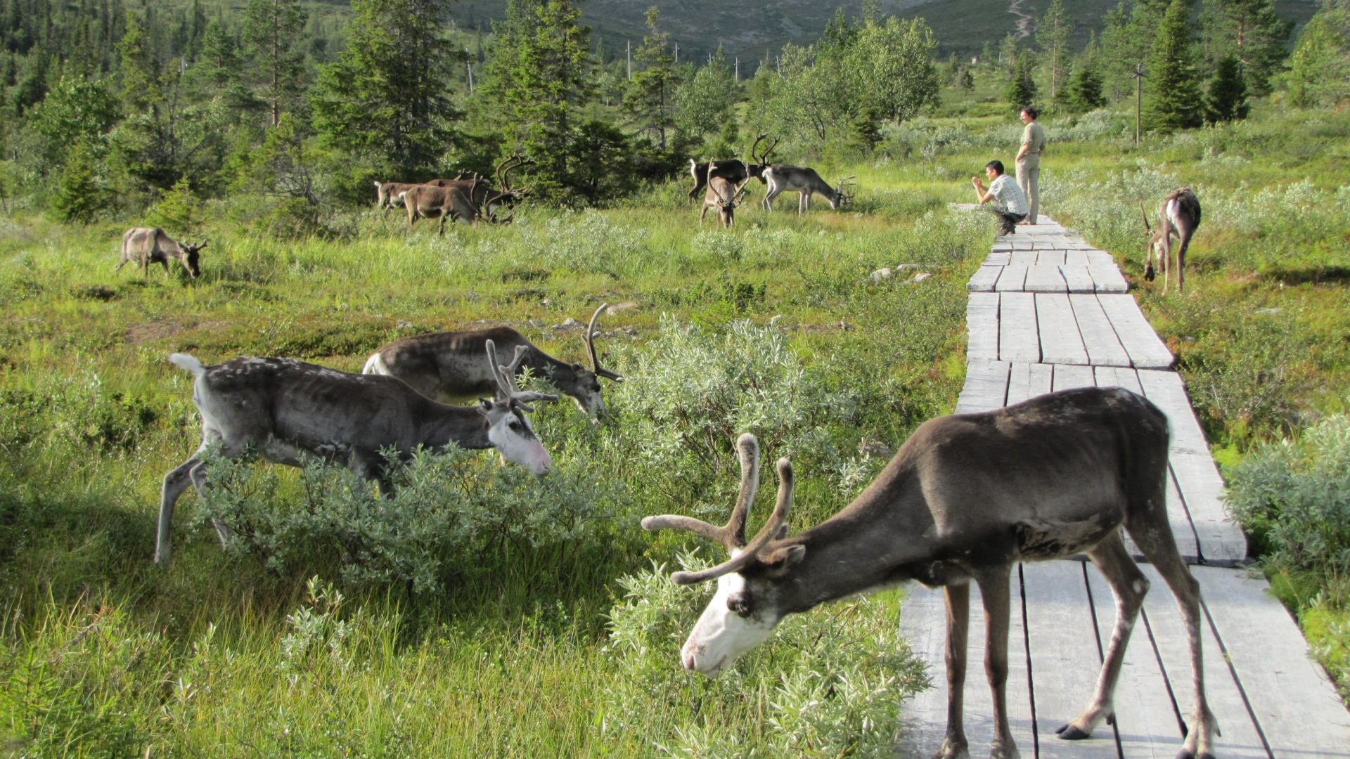 pallas reindeer peatland finland