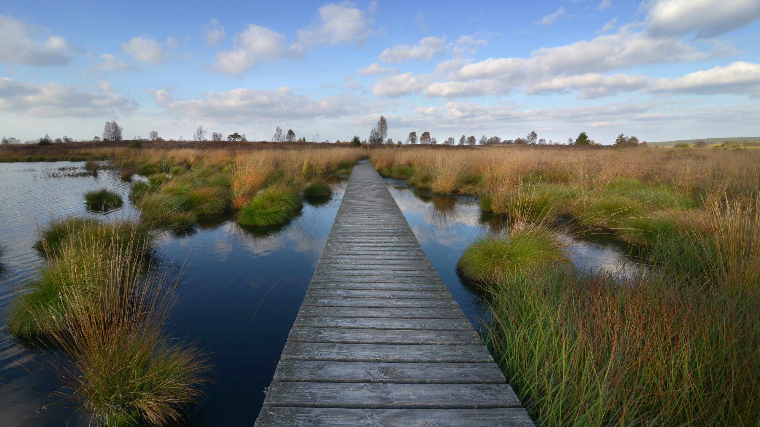 What are peatlands? - International Peatland Society