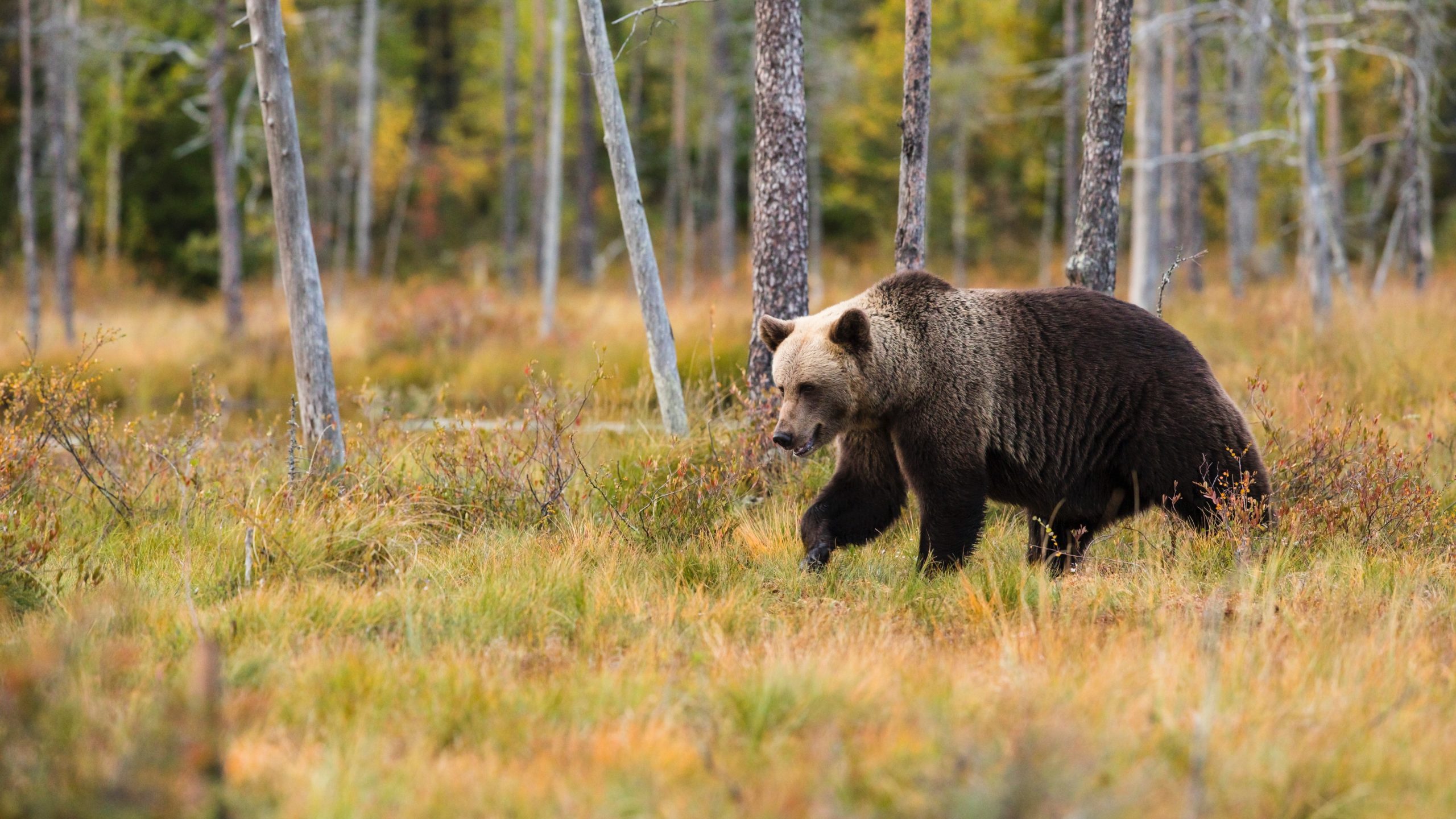 bear on peatland