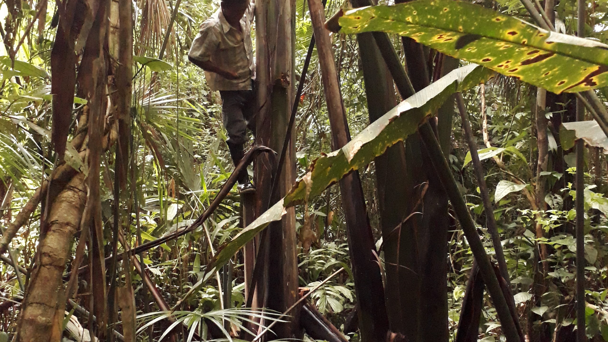 Urarina indigenous groups 