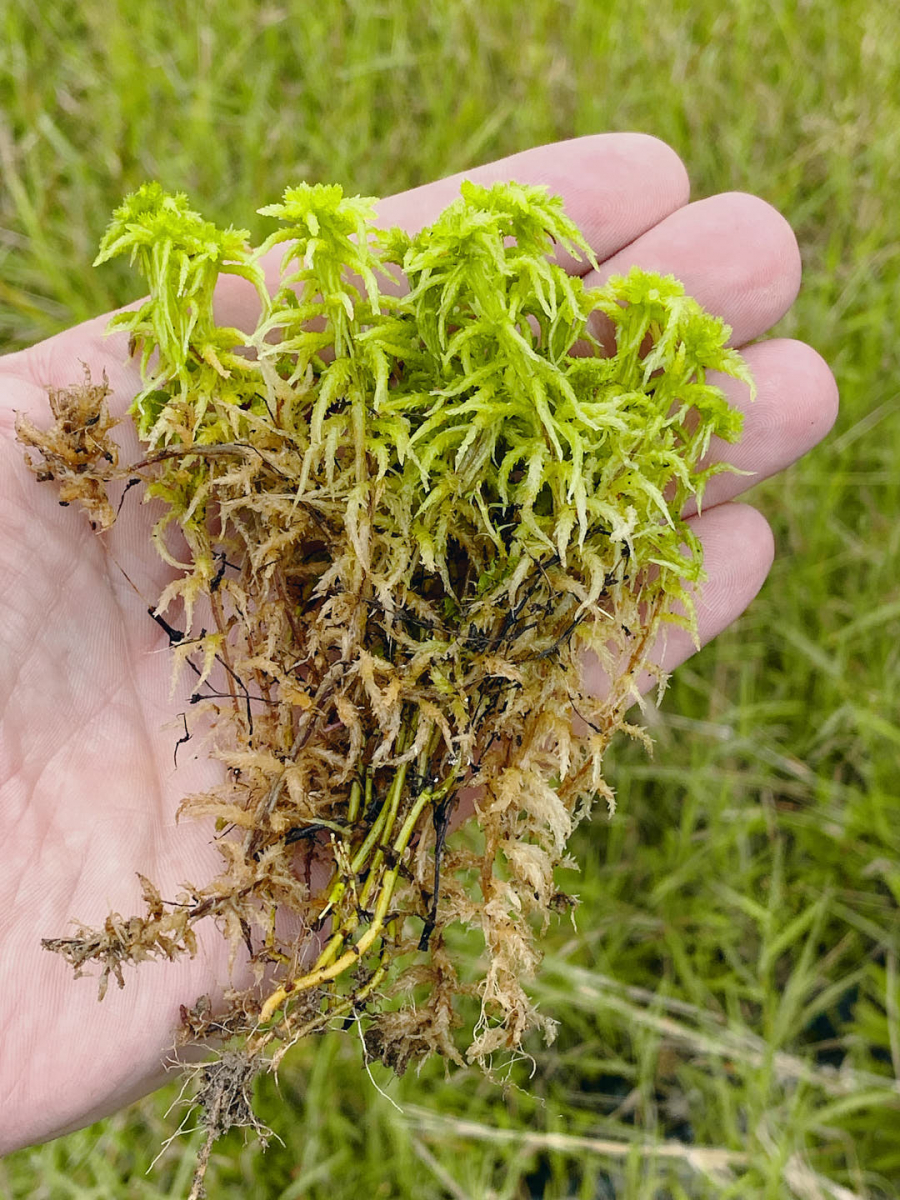 Sphagnum Moss, Interreg VB North Sea Region Programme
