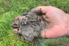 The soil is clay like