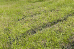 Weed infestation 3 months after harvest. Weeds are removed manually, no pesticides are used