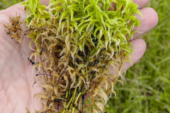 Sphagnum regrowth 3 month after harvest