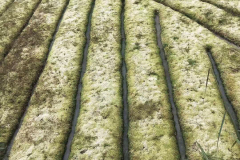 Highly productive Sphagnum growth areas, before harvest