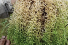 Annual growth may exceed 20 cm