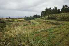 Sphagnum & rice terraces
