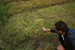 Zhu Longjin explaining the importance of selective weeding. Some weeds are actually improving sphagnum productivity through symbiotic processes, and hence are not removed.