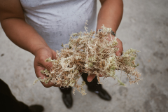 Dried Sphagnum