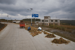 Sphagnum is dried by air and sun
