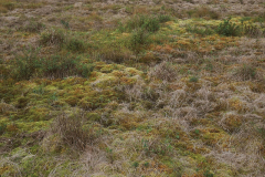 1000+ hectares of sphagnum farming area at 1400 m altitude