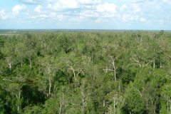 Peatland Management in SE Asia