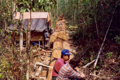 Peatland Management in SE Asia