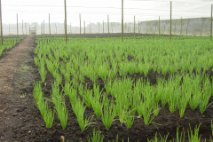 PEATLAND MANAGEMENT IN SOUTH EAST ASIA
