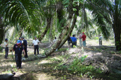 PEATLAND MANAGEMENT IN SOUTH EAST ASIA