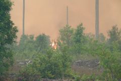 PEATLAND MANAGEMENT IN SOUTH EAST ASIA