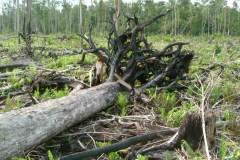 PEATLAND MANAGEMENT IN SOUTH EAST ASIA