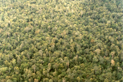 PEATLAND MANAGEMENT IN SOUTH EAST ASIA