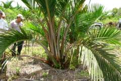 sago-palm - PEATLAND MANAGEMENT IN SOUTH EAST ASIA